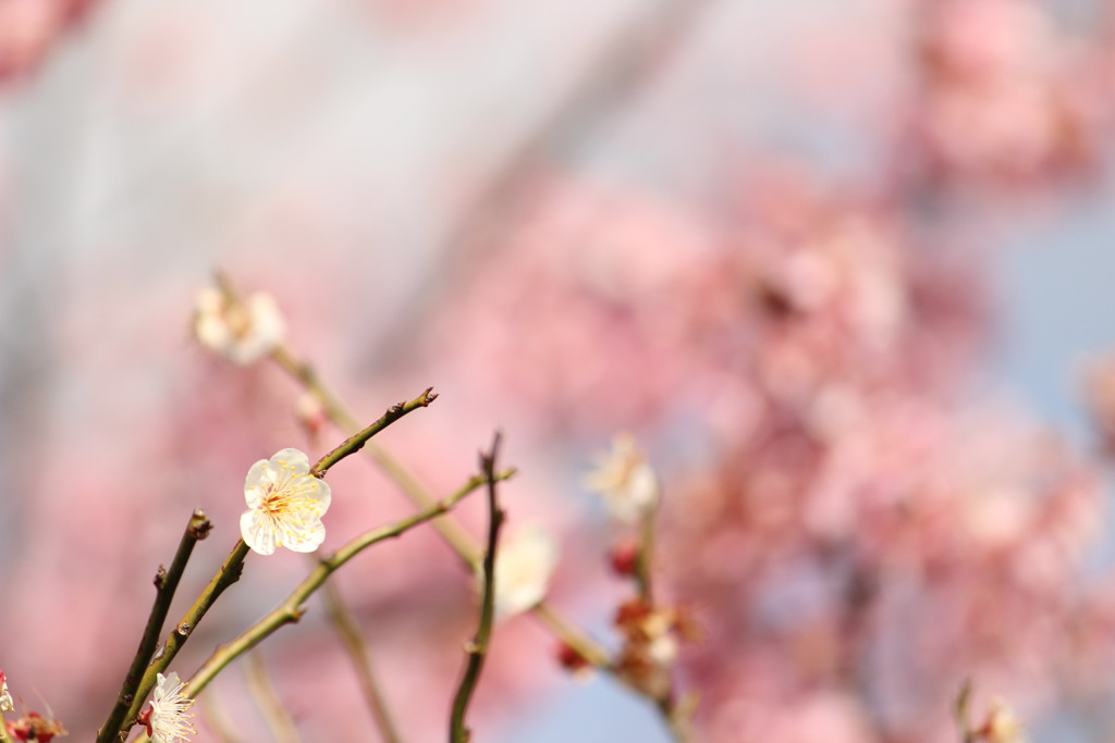 梅と桜