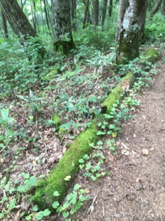 戸隠山山道にて