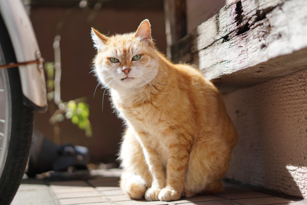 近所のボス猫