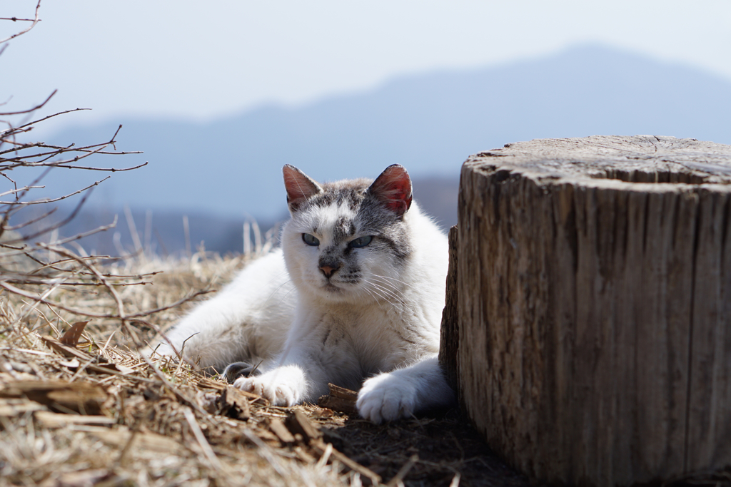 標高1491mの野良猫