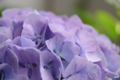 我が家のベランダに咲いた紫陽花