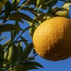 謎の柑橘類①