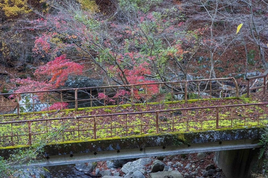 緑色に染まった橋