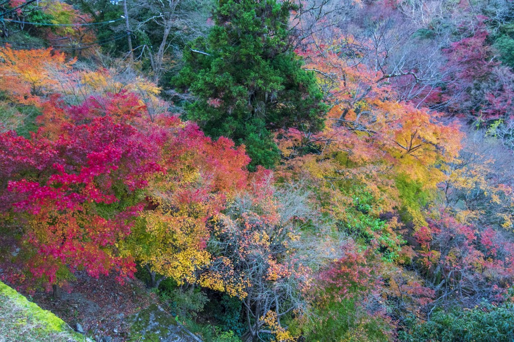 紅葉のグラデーション