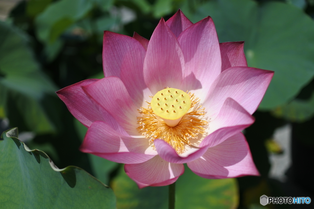 ハスの花