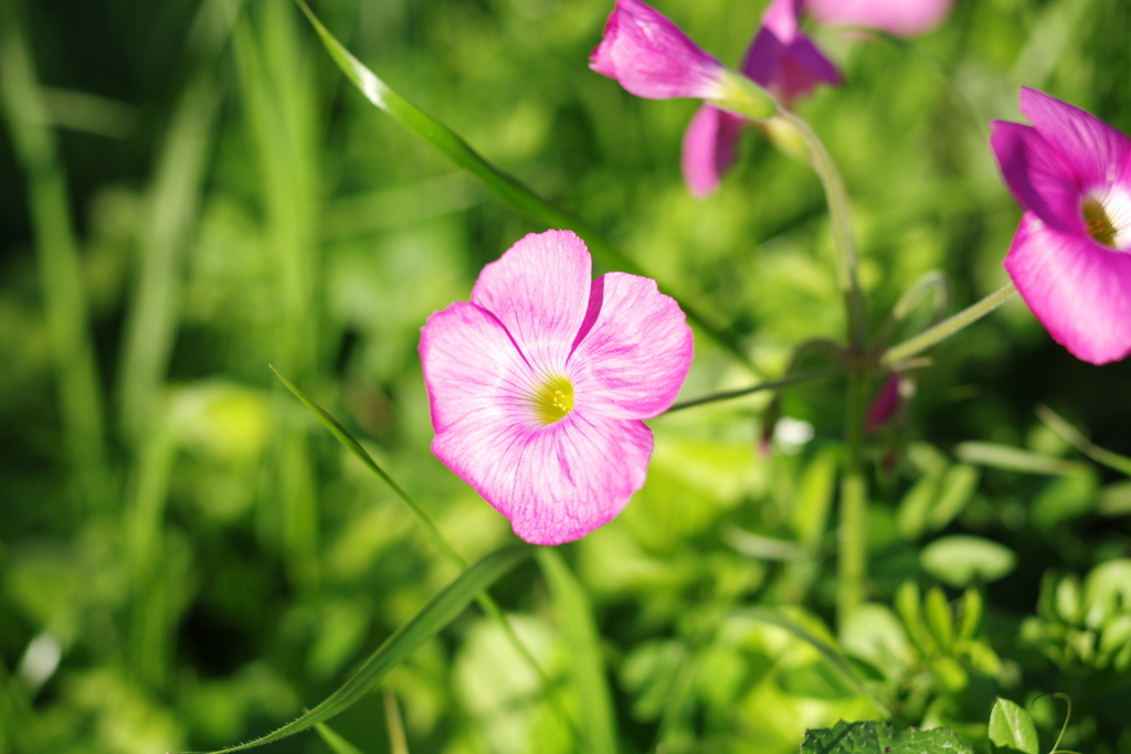 冬に咲く花