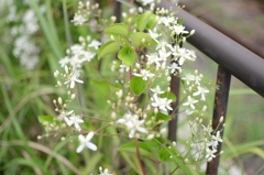 線路沿いの草