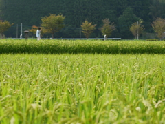 キリンビール