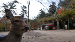 紅葉谷03