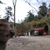 紅葉谷03