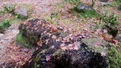 紅葉谷04
