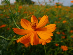 秋の花　その２