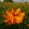 秋の花　その２