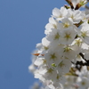 山桜01