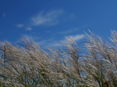 芒と夏空　その２