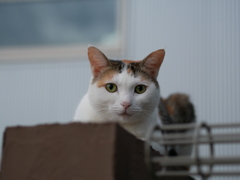 あんた誰やねん