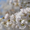 山桜02
