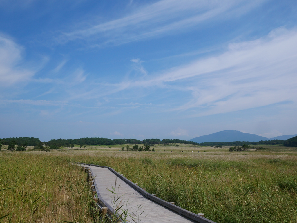 タデ原湿原　木道