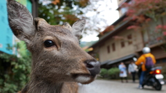 宮島