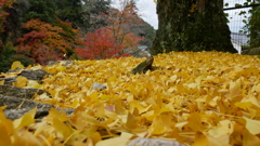 紅葉谷02