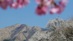阿蘇中岳と桜