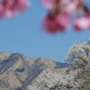 阿蘇中岳と桜