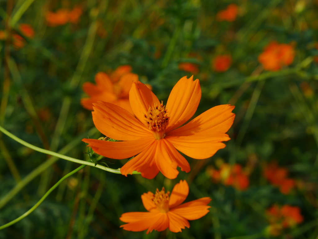 秋の花　その１