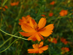 秋の花　その１