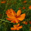 秋の花　その１