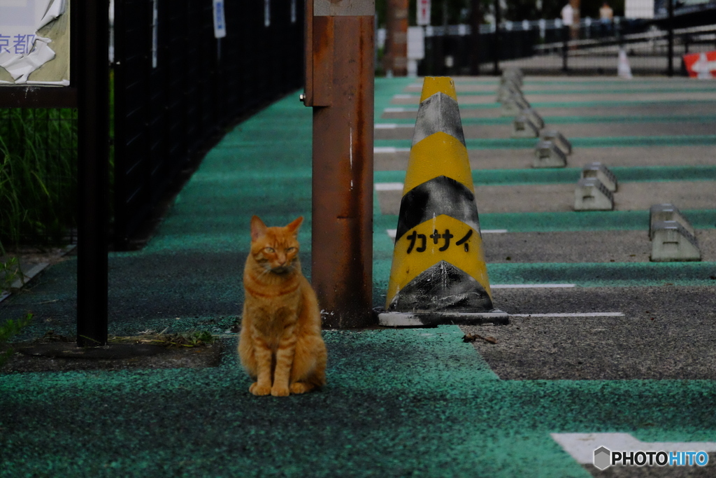 カサイ