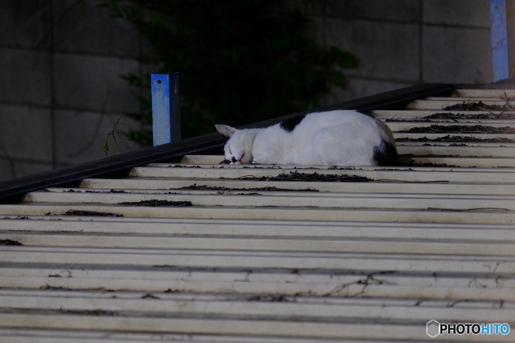 野良猫