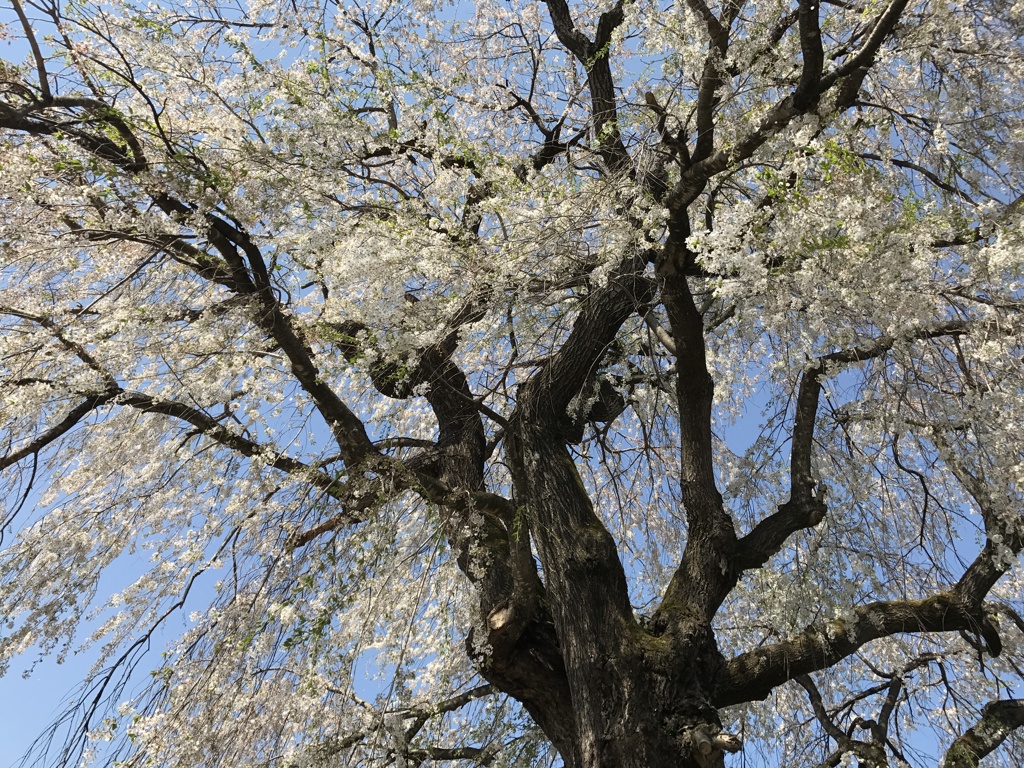 高山村　中塩の大枝垂れ桜