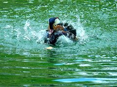 水飛沫をあげて泳ぐ