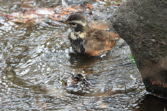 水浴びするツグミ