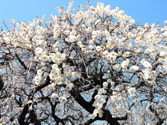 枝垂れ梅