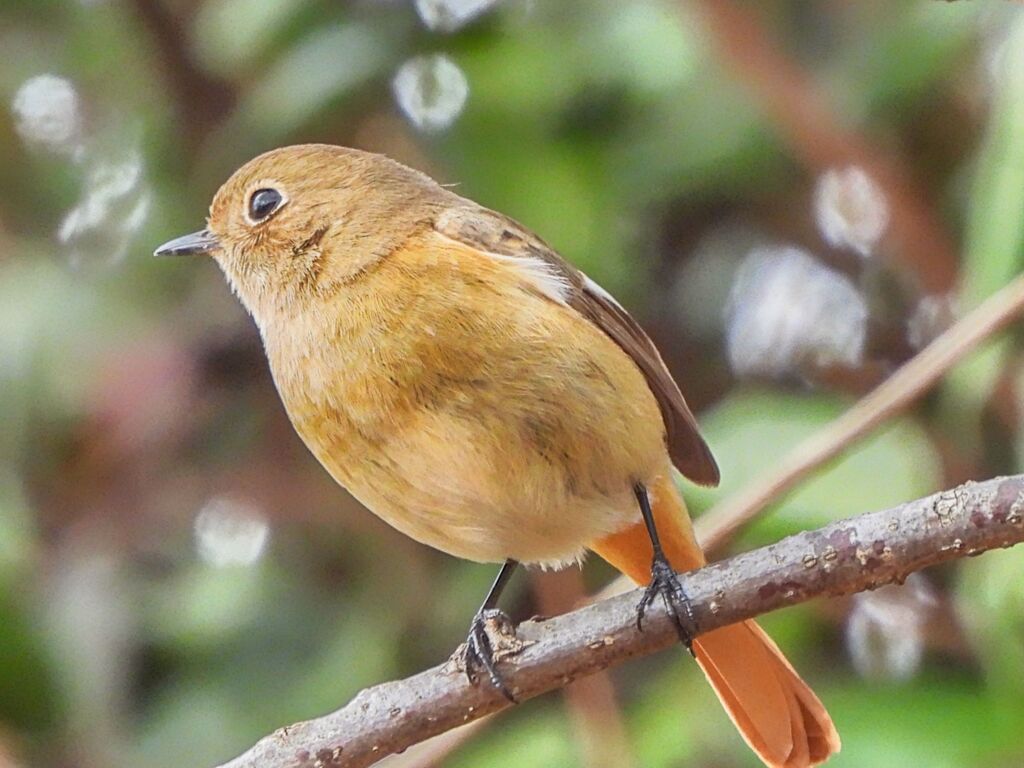 ジョウビタキ♀