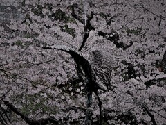 桜と鶴