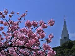 横浜緋桜