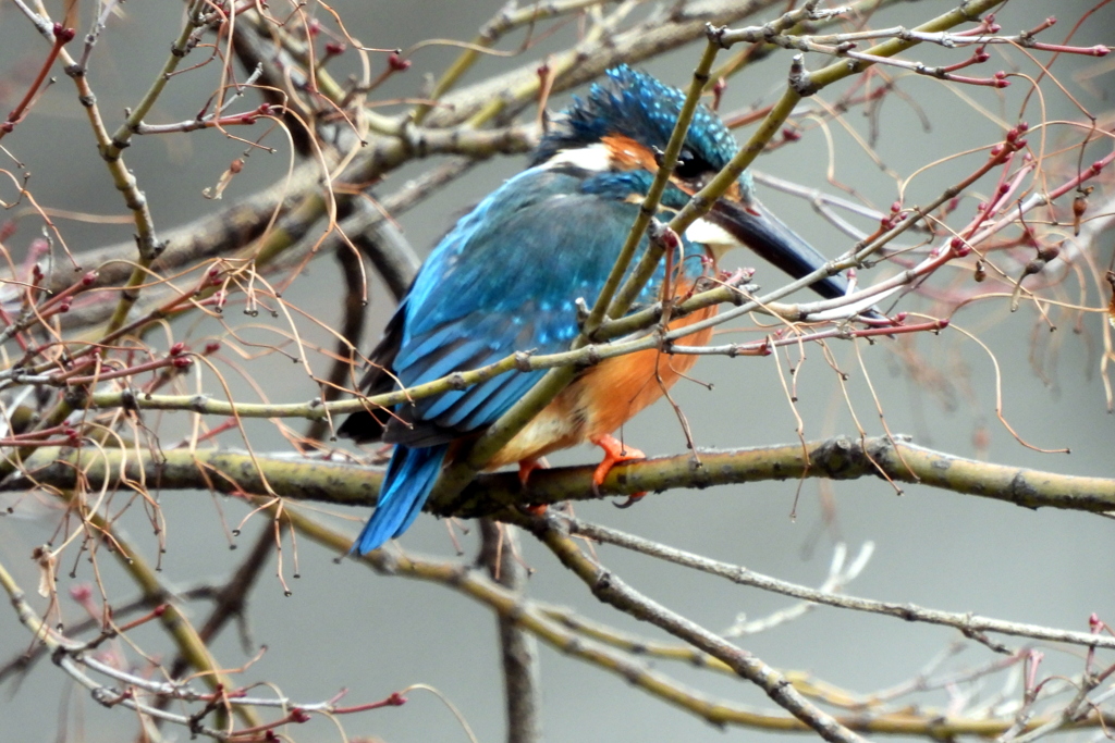 日比谷公園のカワセミ