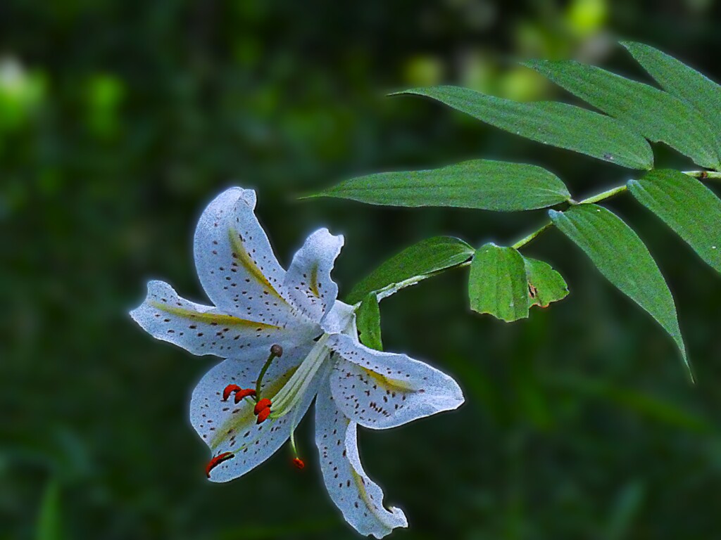 山百合