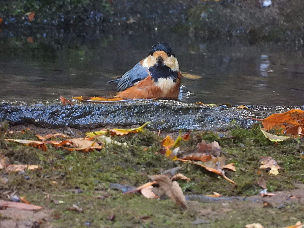 ヤマガラの水浴び