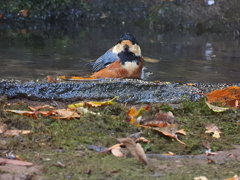 ヤマガラの水浴び