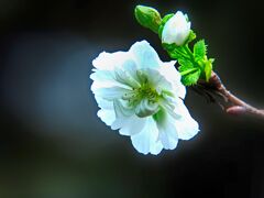 子福桜