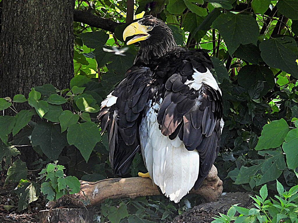 不忍池のオオワシ