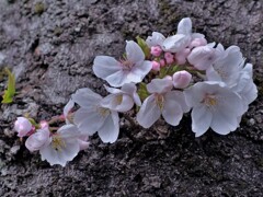 胴ぶき桜