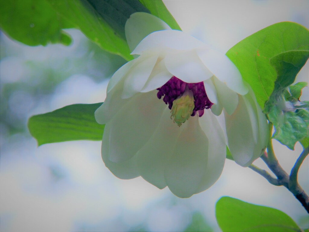 大葉大山蓮華