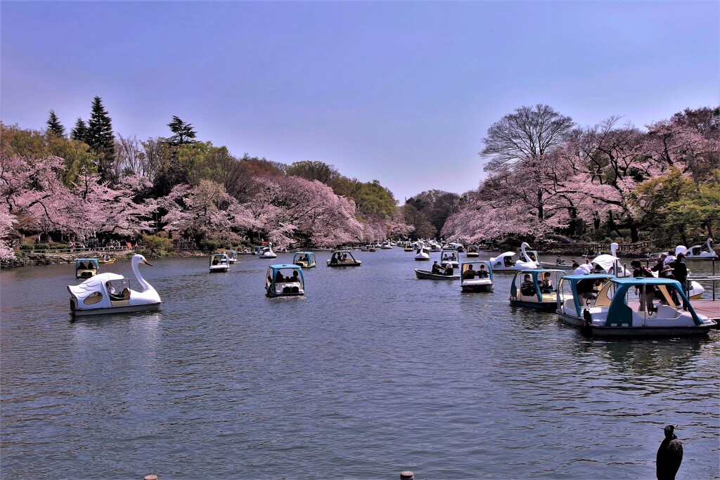 井の頭公園にて