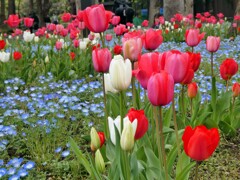 日比谷公園のチューリップとネモフィラ