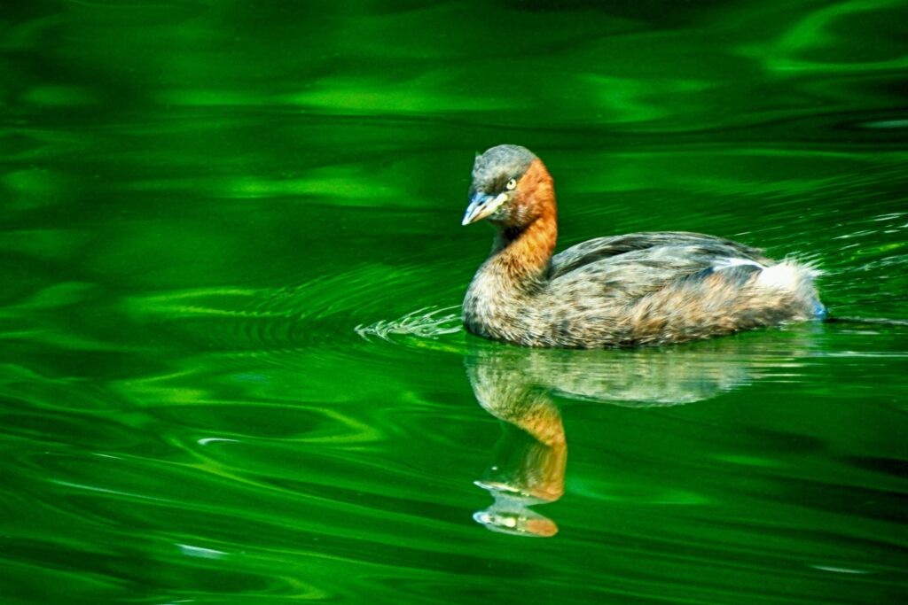 井の頭公園のカイツブリ