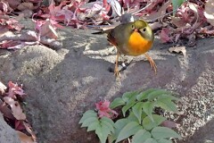 ソウシチョウ